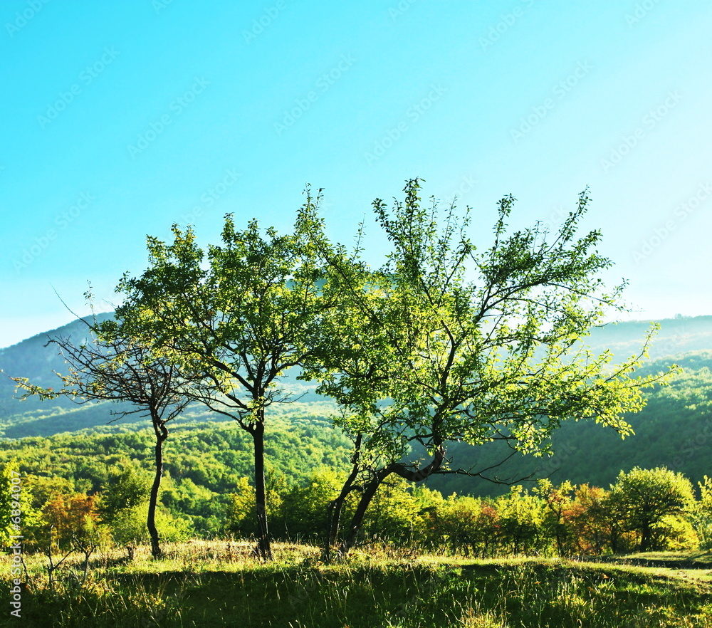 Fototapeta premium Garden