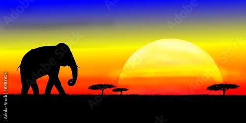 elephant on savannah © Witold Krasowski