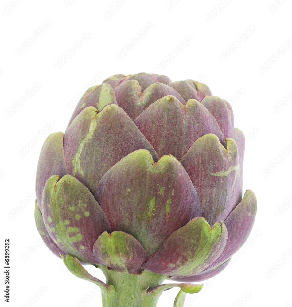 Fototapeta premium Artichoke