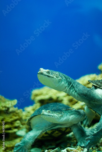 Water turtle