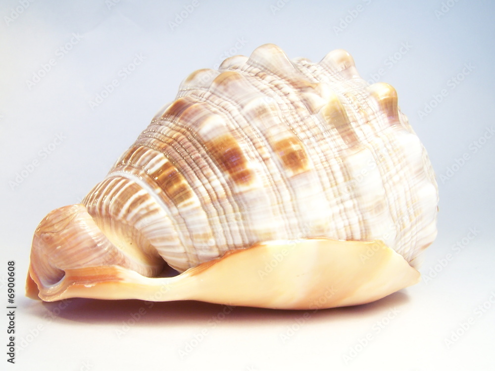 Shell Shell