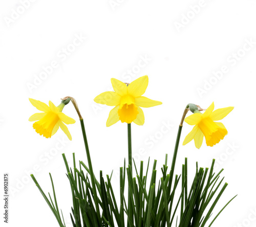 three daffodils in grass, against white background