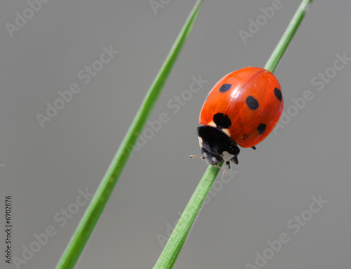 ladybug on blade of grass