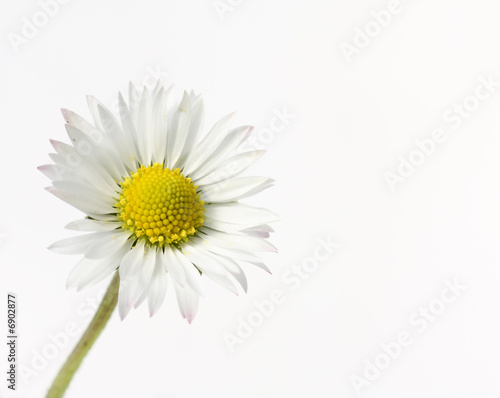 single daisy, on white