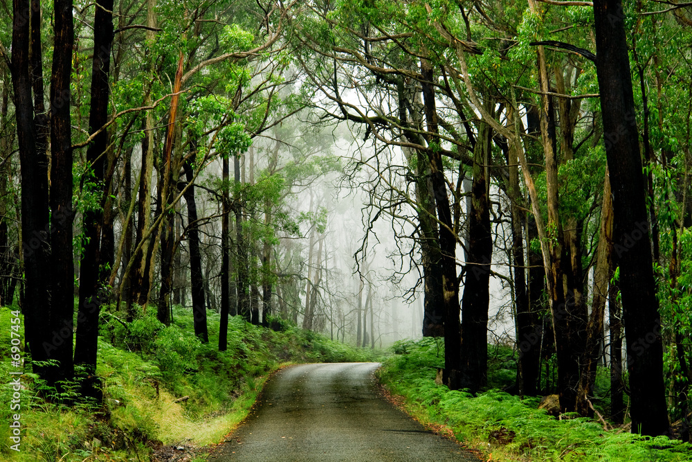 Fototapeta premium Forest Road