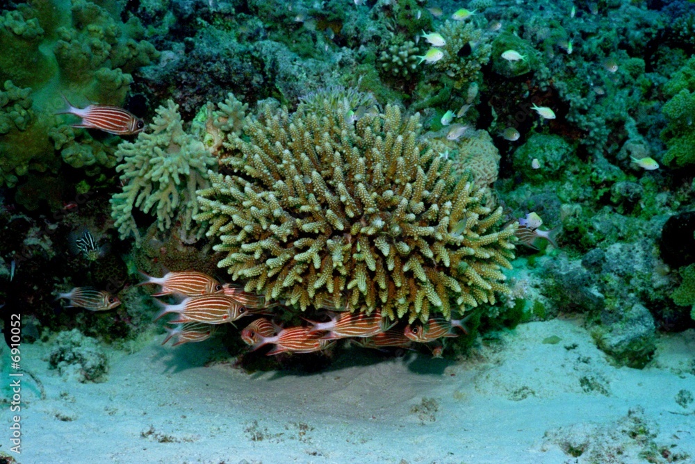 Obraz premium Underwater life of coral reef 67