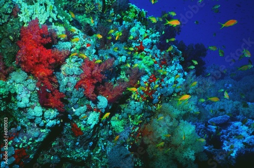 Fototapeta Naklejka Na Ścianę i Meble -  Underwater life of coral reef 66