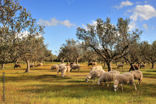 Sheep in olive tree field