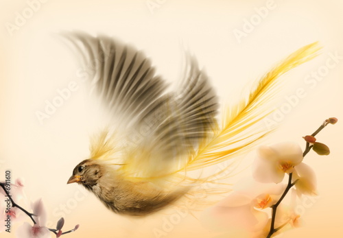 bird