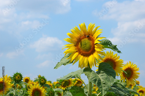 sommerschönheit