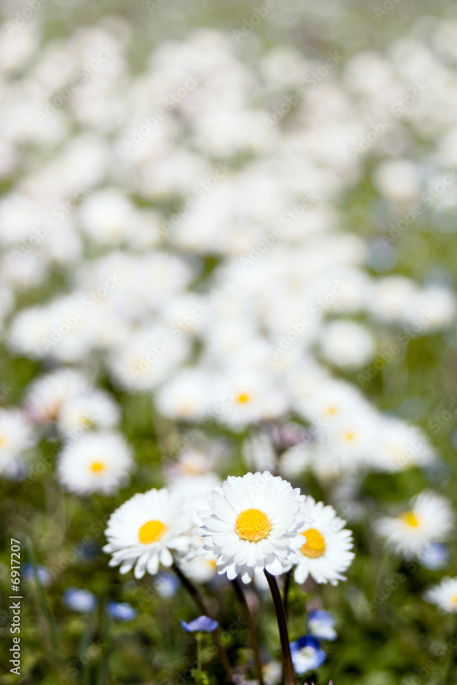White Daisies In A Meadow