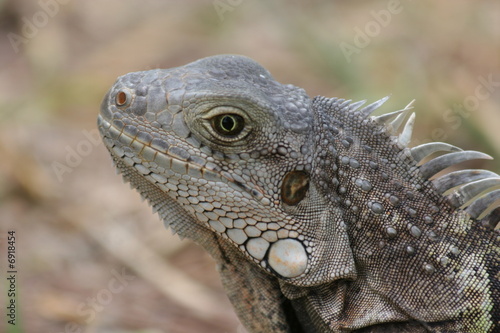 Iguana - Watching You