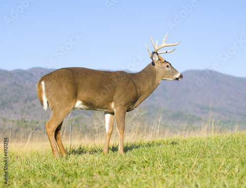 whitetail buck and blue sky