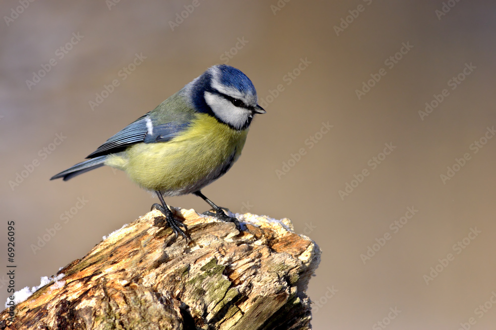 Obraz premium Parus caeruleus