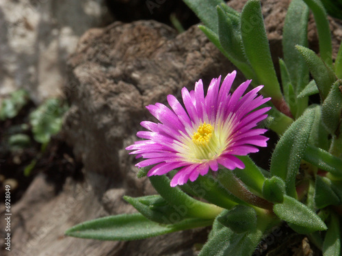 Flora alpina photo