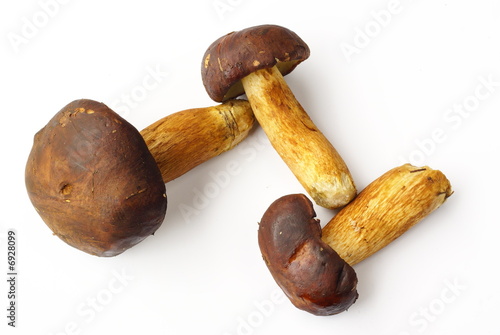 Bay boletes on white background