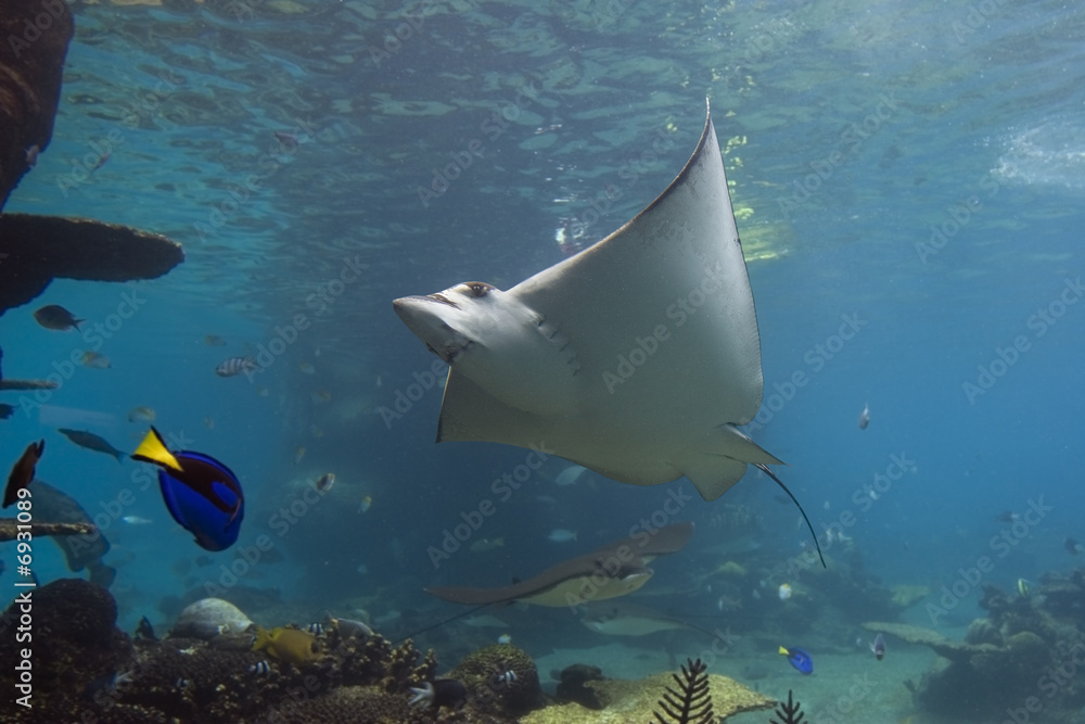 Fototapeta premium batray