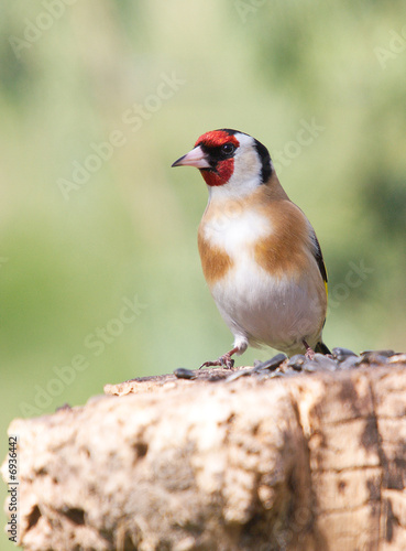 goldfinch on the trunk