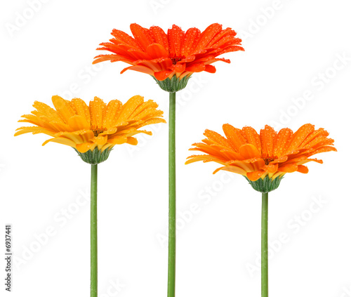 Fototapeta Naklejka Na Ścianę i Meble -  Fleurs colorées