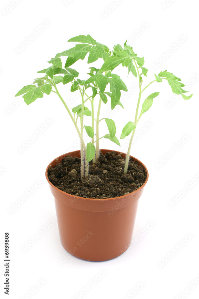 herb herb