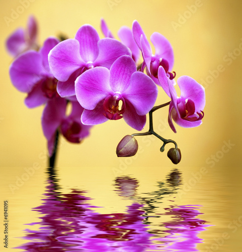Fototapeta Naklejka Na Ścianę i Meble -  Orchidée