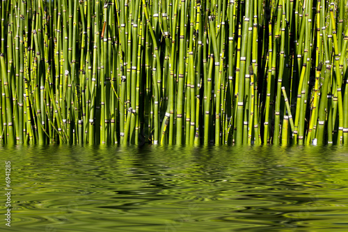 Bambous et reflet