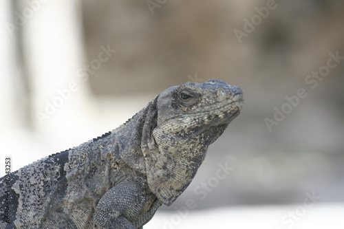Iguana Head