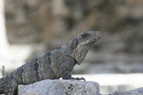 Iguana