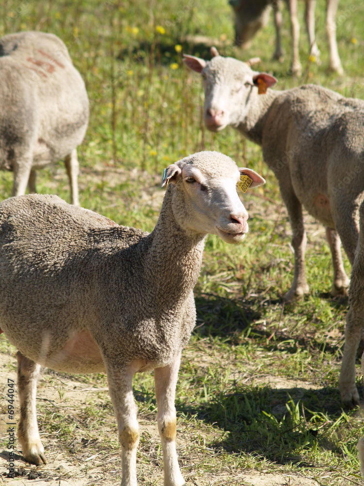 Obraz premium Provence