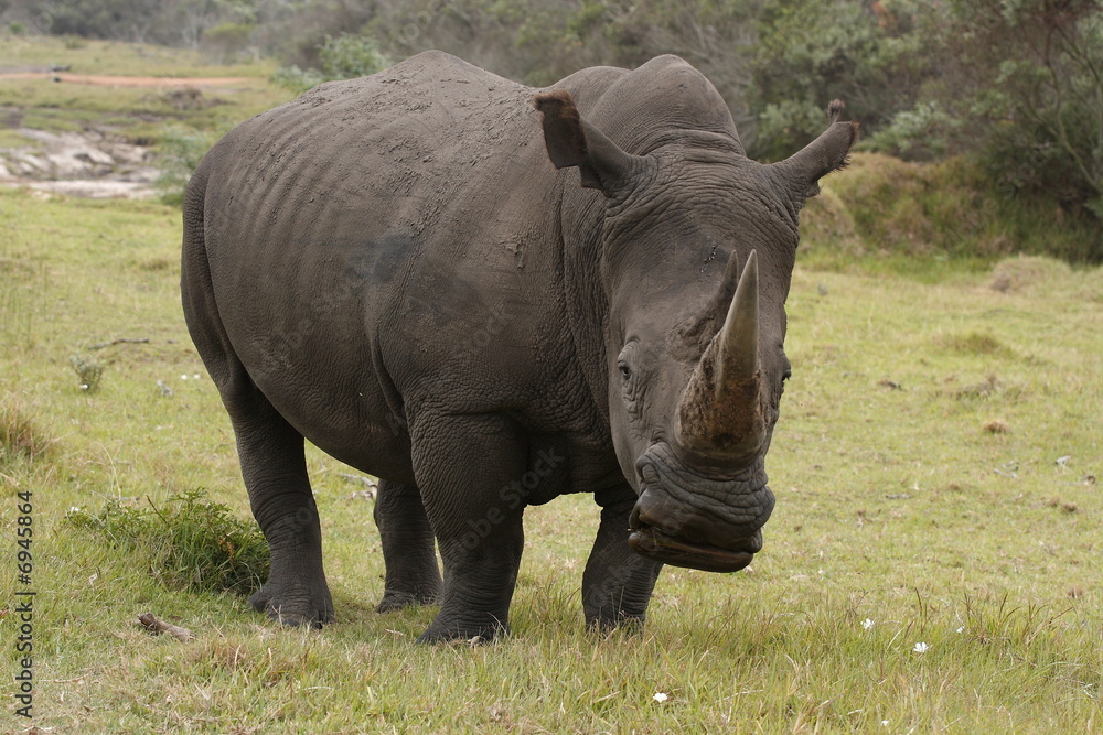 Fototapeta premium Rinoceros male grazing