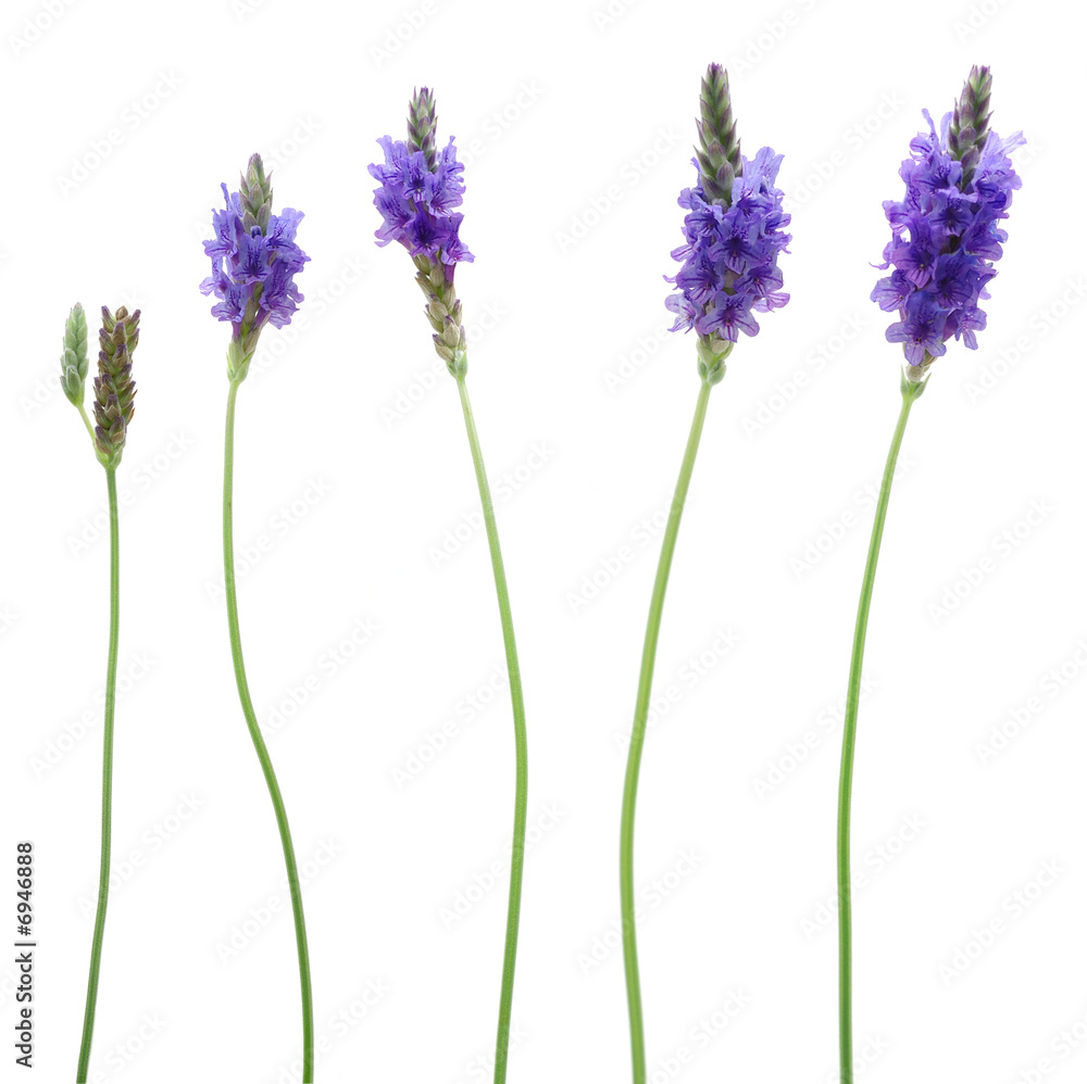 Obraz premium Five lavenders