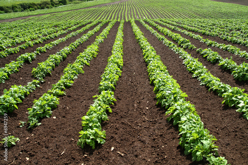 Lines of green vegetables in a farm field.