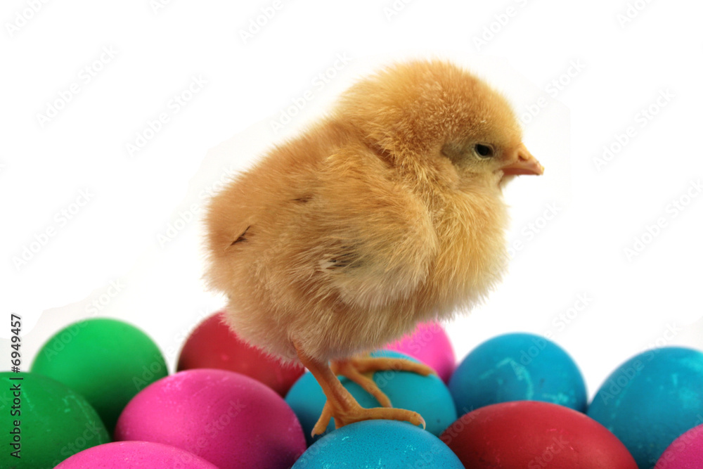 chicks on eggs