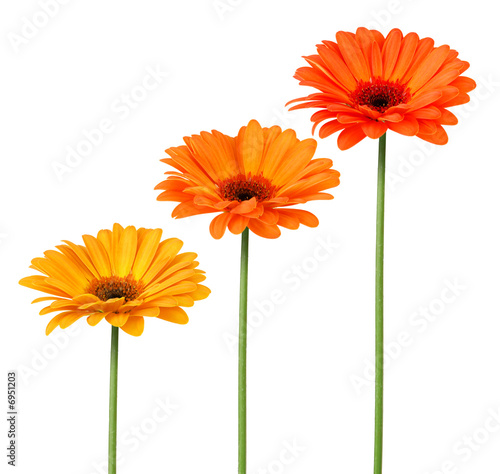 Fototapeta Naklejka Na Ścianę i Meble -  Fleurs colorées