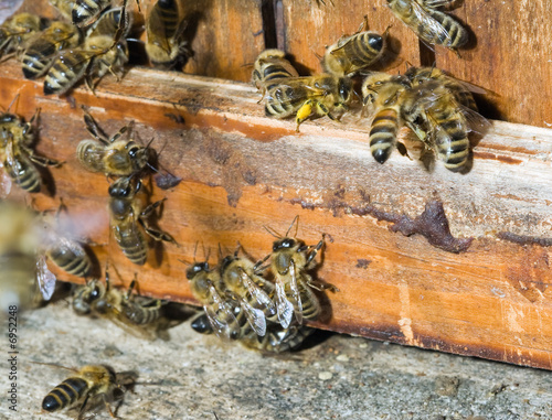 Obraz na plátně Am Bienenkasten