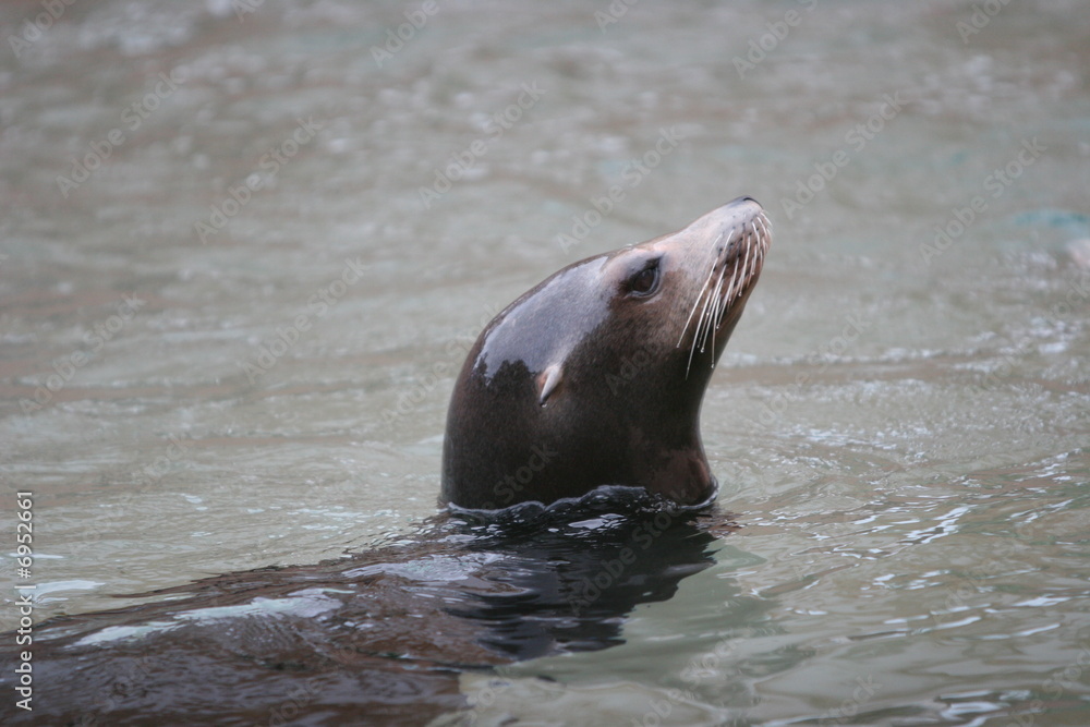 Fototapeta premium lonely seal