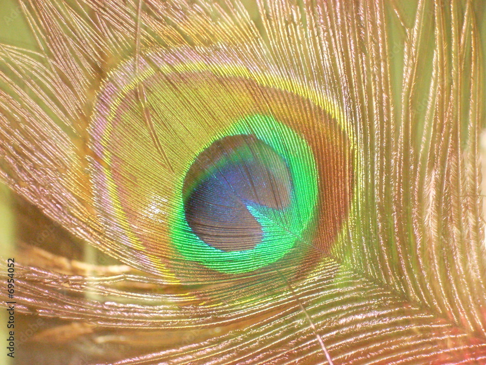 Obraz premium Pfauenfeder