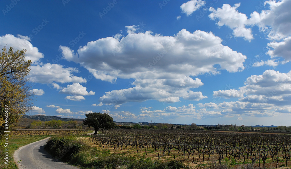 Fototapeta premium chemin dans les vignes