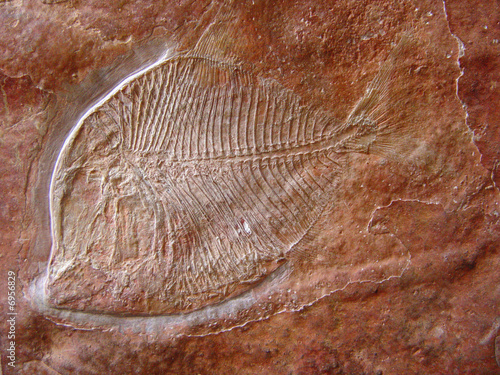 120 million year-old fish fossil