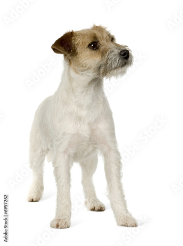 Jack russell