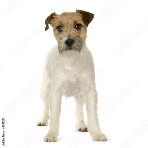 Jack russell