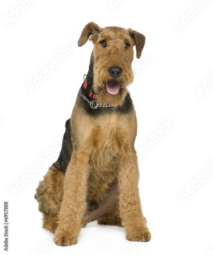 Obraz na plátně Airedale Terrier (1 year)