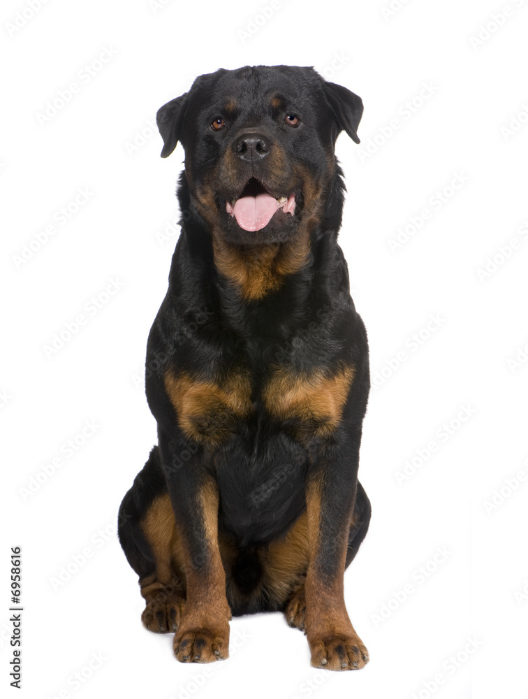 rottweiler (3 years)