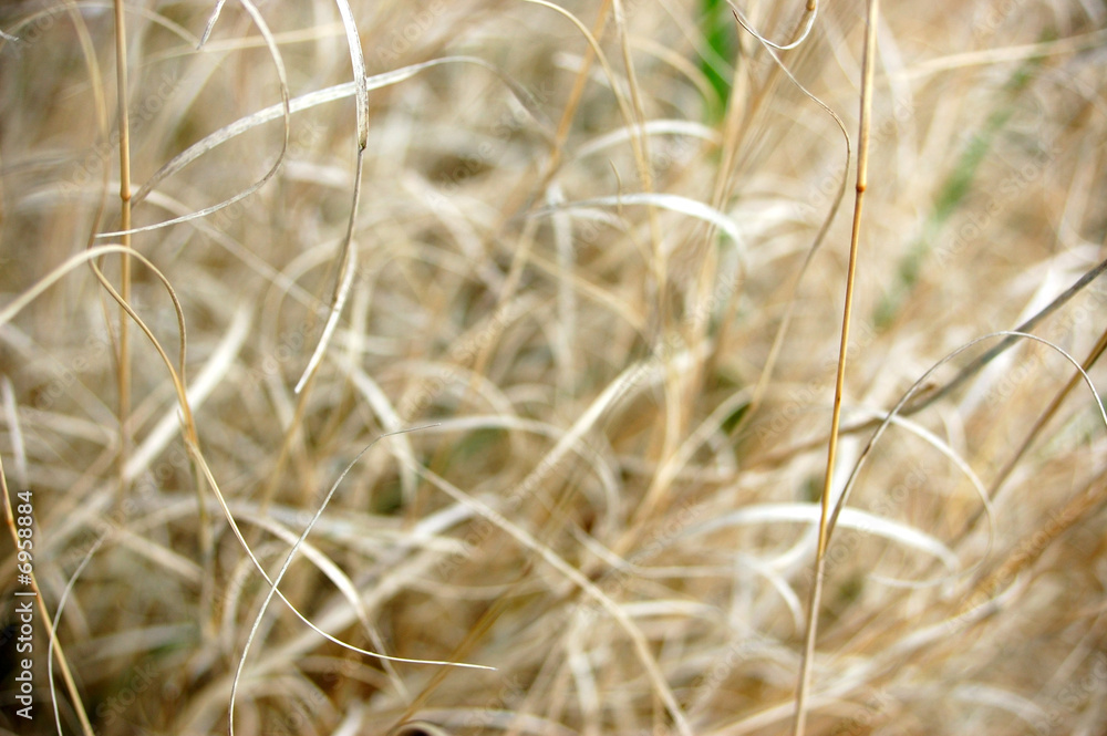 Fototapeta premium Altes Gras