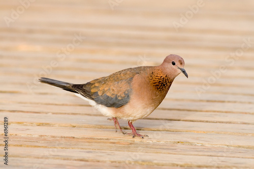 dove