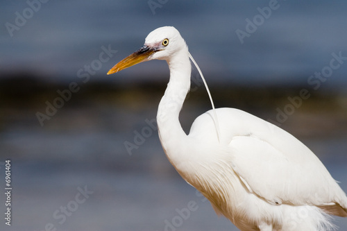 White Heron