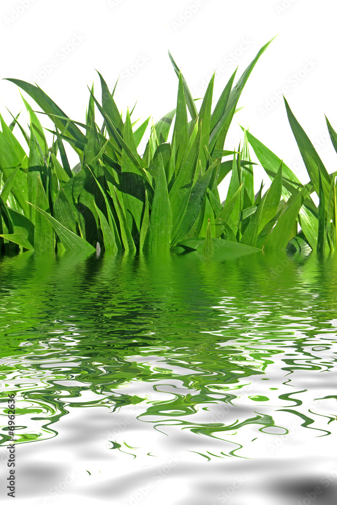 Obraz premium herbes sous l'eau