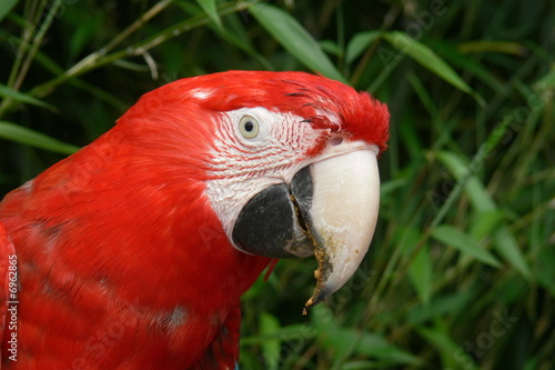 perroquet5