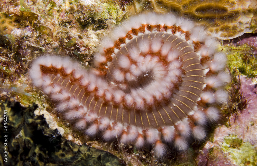 Fire worm Fire worm