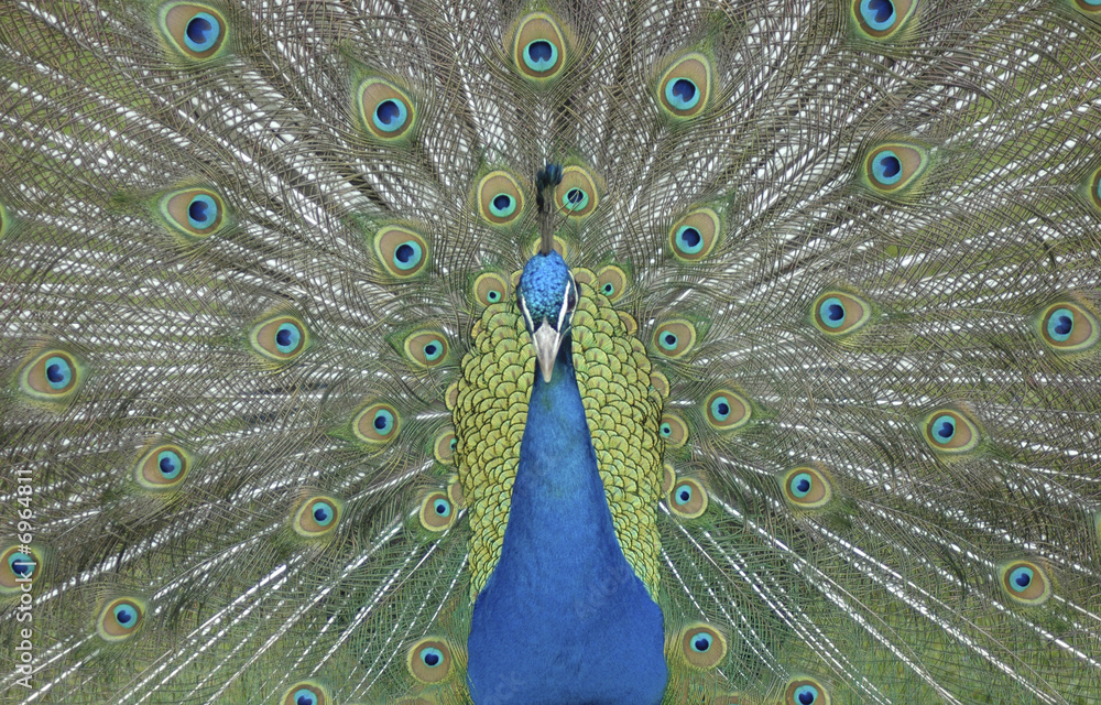 Obraz premium Peacock